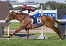 Plagiarism runs his rivals ragged at Rosehill