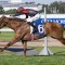 Plagiarism runs his rivals ragged at Rosehill