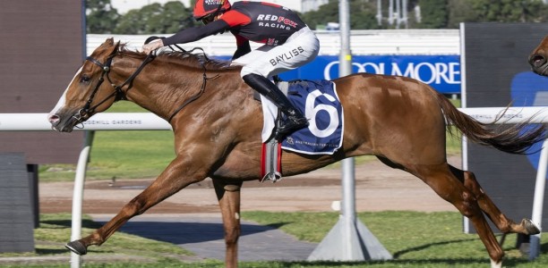 Plagiarism runs his rivals ragged at Rosehill