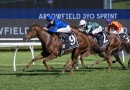 Maher Tempted by 1000m kick-off