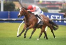 Affirmative Action to buypass Group 1 Proisir Plate