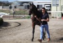 Quick Questions – Getting to know trainer Jack Laing