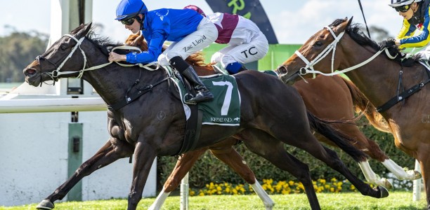 Bivouac’s sister Sequinned wins again