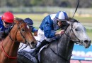 My Gladiola set for Royal Ascot campaign in 2027