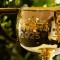 Tawny Port boosts Melbourne Cup 2026 credentials with Kentucky win