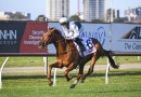 Smith weighing up Melbourne Cup for Aethelwulf