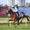 Smith weighing up Melbourne Cup for Aethelwulf