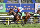 Hayes says Ka Ying Rising better than last year