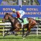 Hayes says Ka Ying Rising better than last year