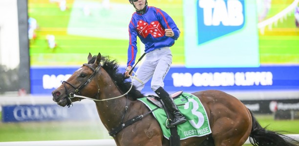 Golden Rose continues to shape stallion careers