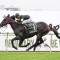 Pride bullish old timer has his Eye in