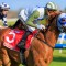 Lucy’s dream no Stock-standard win