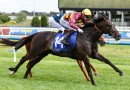 Wet or dry Hustler will be at Flemington