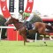 Gram puts winning streak on the line at Eagle Farm