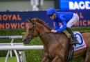 Can Tempted beat Ka Ying Rising in The Everest?