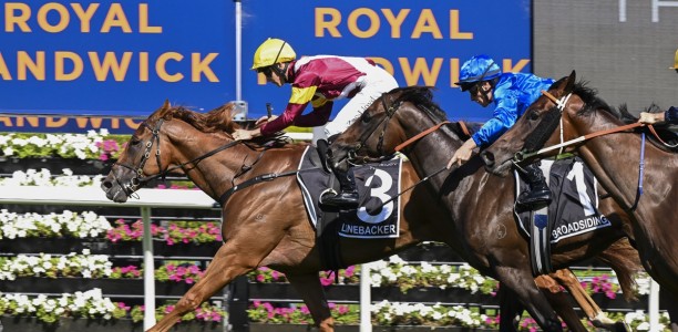 Linebacker ready to play ball in Alan Brown Stakes