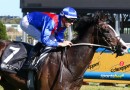 Zambardo ruled out of Cox Plate