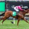 Cosmic Crusader heads odds in lottery Caulfield Cup betting