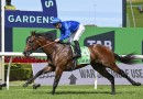 Silver Eagle Tips, Field, Betting, Odds & Horse Previews – 2026