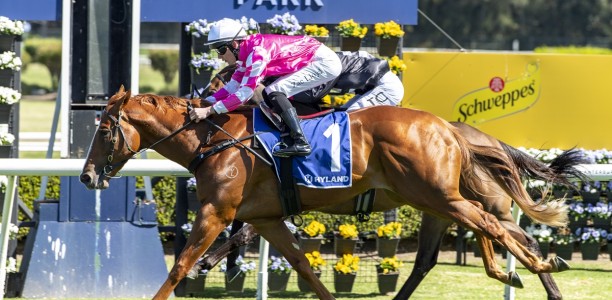 Crescent King short odds in Brian Crowley Stakes betting