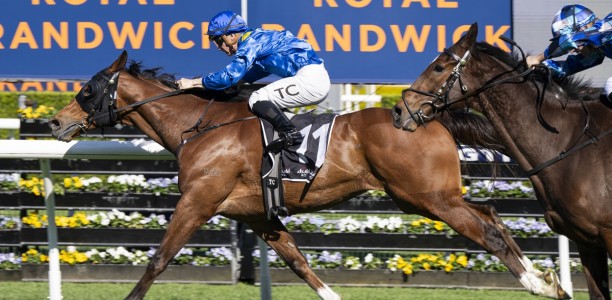 The Euphrates heads odds in quality Geelong Cup field