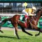 Sir Delius heads odds in wide open Cox Plate field