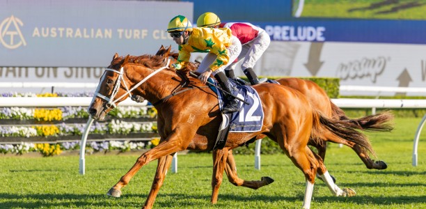 Declichy Boulevard makes it five for the Waller stable