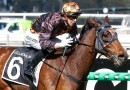 Shock betting move for local horse in Melbourne Cup 2026