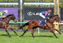 Concord Connie set to fly in Empire Rose Stakes