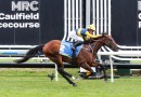 Vinery Stud buys controlling interest in star colt Warwoven