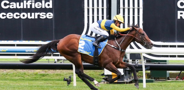 Vinery Stud buys controlling interest in star colt Warwoven
